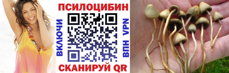 Галлюциногенные грибы Psilocybe  Кузнецк 